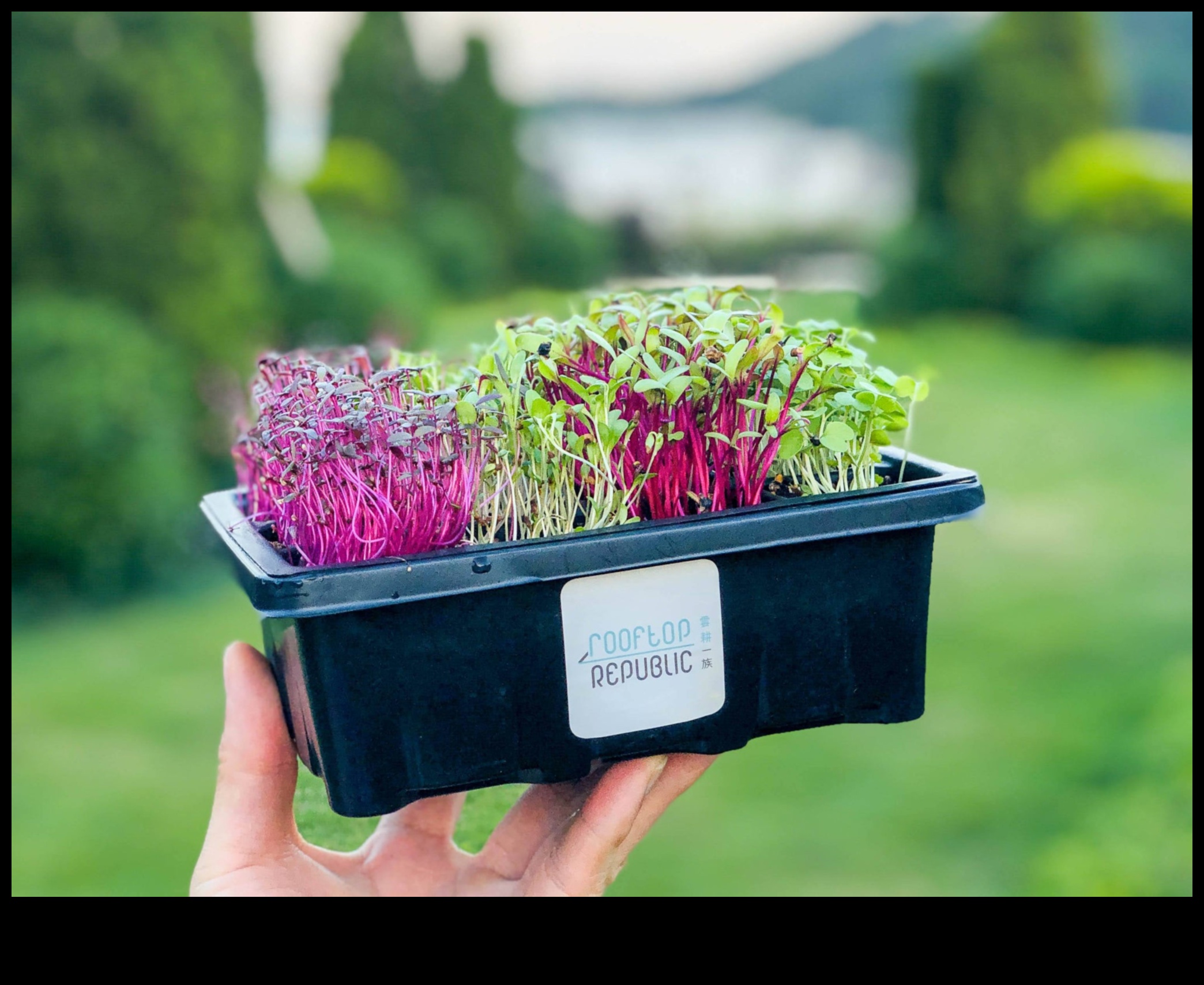 براعم مستدامة: ورش عمل حول الحدائق الصديقة للبيئة