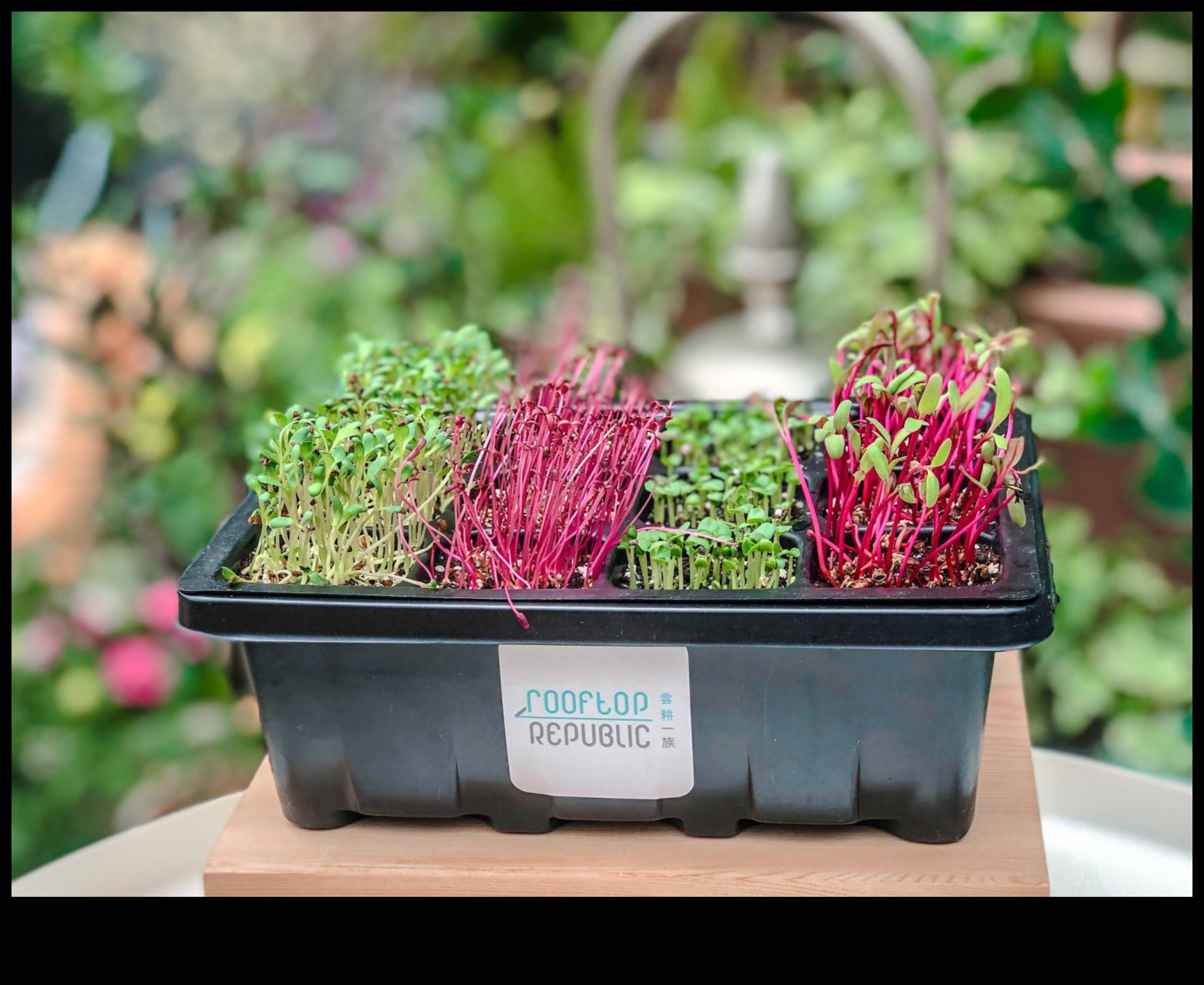 براعم مستدامة: ورش عمل حول الحدائق الصديقة للبيئة