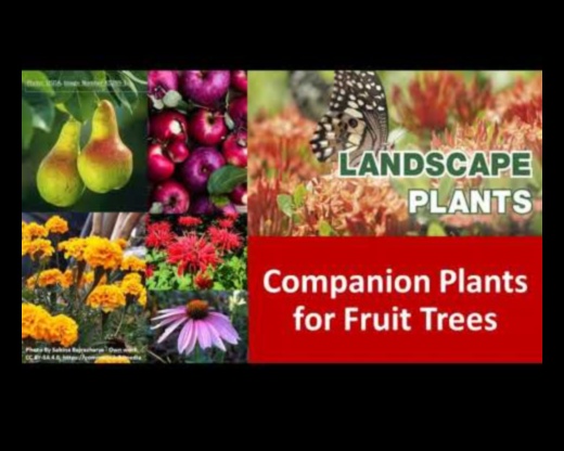 الرفاق المزدهرون: العلم وراء انسجام الحديقة