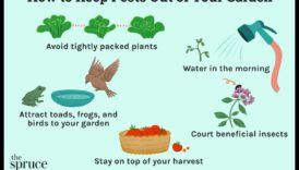 احرس خضارك: نصائح لمكافحة آفات الحديقة