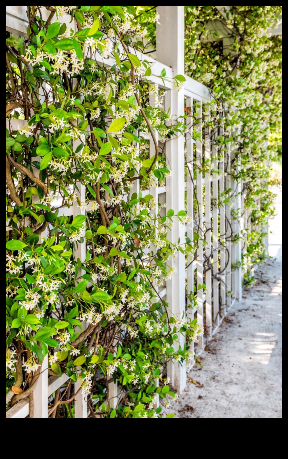 التسلق إلى الجنة تم الكشف عن إتقان البستنة العمودية كيفية زراعة حديقتك الخاصة في الهواء 4 الصعود إلى الجنة: كشف إتقان البستنة العمودية