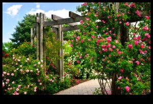 الصعود إلى الجنة: كشف إتقان البستنة العمودية