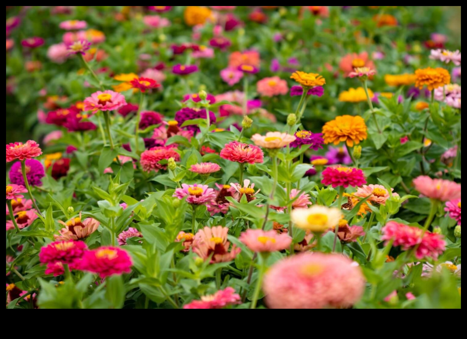 الرفاق المزدهرون: ارفعوا الجمال مع الزراعة المصاحبة