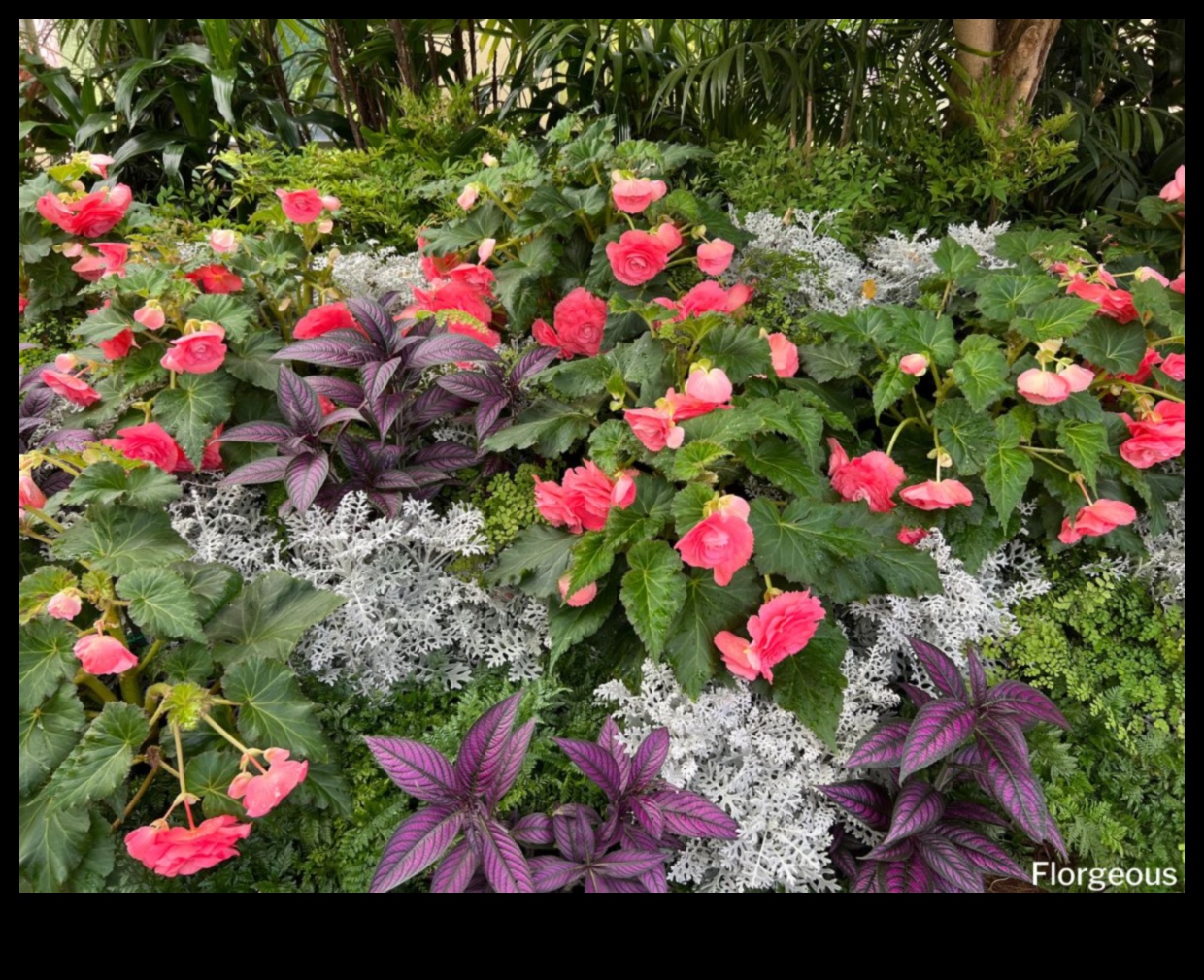 الرفاق المزدهرون: ارفعوا الجمال مع الزراعة المصاحبة