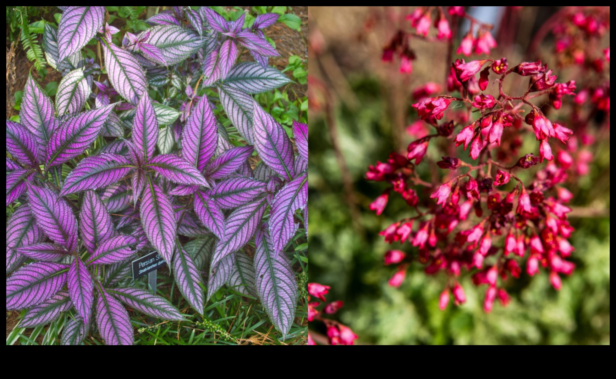 الرفاق المزدهرون: ارفعوا الجمال مع الزراعة المصاحبة