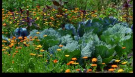 الرفاق المزدهرون: ارفعوا الجمال مع الزراعة المصاحبة