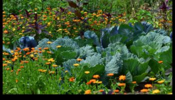 الرفاق المزدهرون: ارفعوا الجمال مع الزراعة المصاحبة